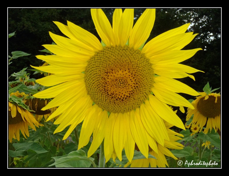 019 Fleurs